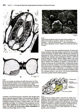 Biologia vegetal raven_5ªed