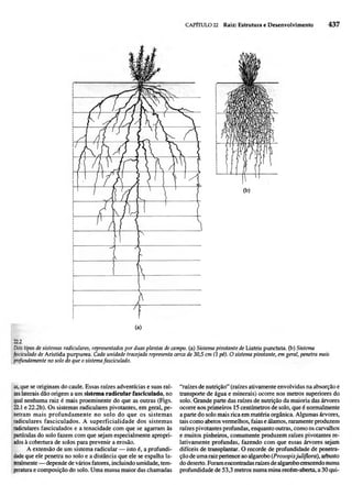 Biologia vegetal raven_5ªed