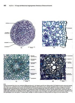 Biologia vegetal raven_5ªed