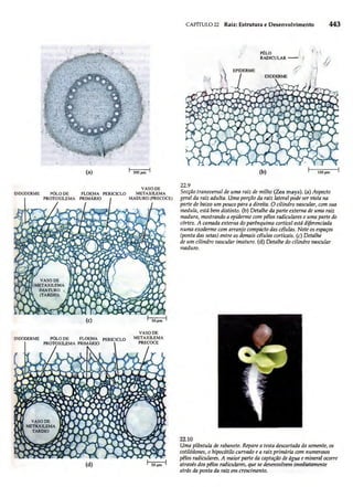 Biologia vegetal raven_5ªed