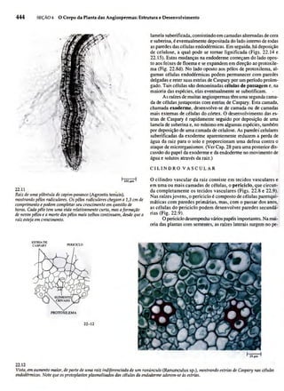 Biologia vegetal raven_5ªed