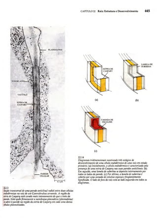 Biologia vegetal raven_5ªed