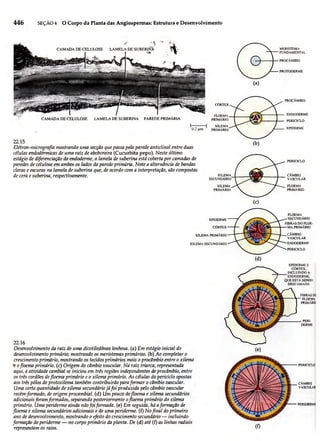 Biologia vegetal raven_5ªed