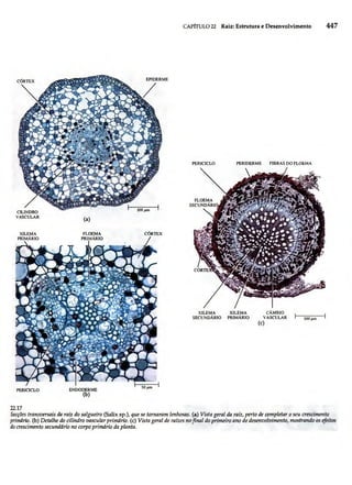 Biologia vegetal raven_5ªed