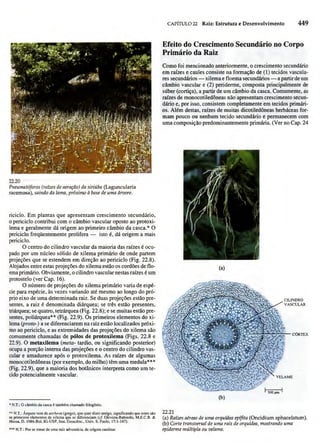 Biologia vegetal raven_5ªed