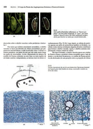 Biologia vegetal raven_5ªed