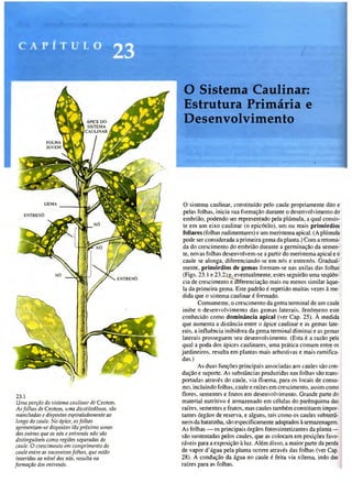 Biologia vegetal raven_5ªed