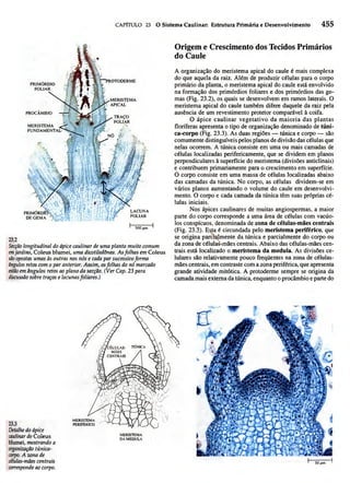 Biologia vegetal raven_5ªed