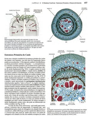 Biologia vegetal raven_5ªed