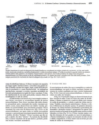 Biologia vegetal raven_5ªed
