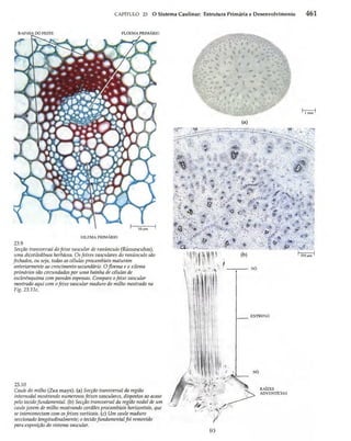 Biologia vegetal raven_5ªed