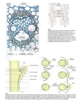 Biologia vegetal raven_5ªed