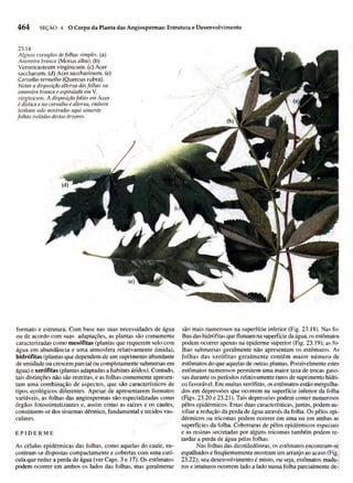 Biologia vegetal raven_5ªed