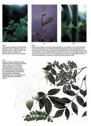 Biologia vegetal raven_5ªed