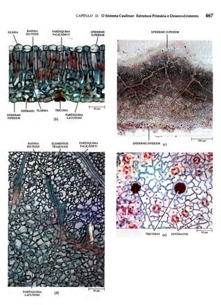 Biologia vegetal raven_5ªed