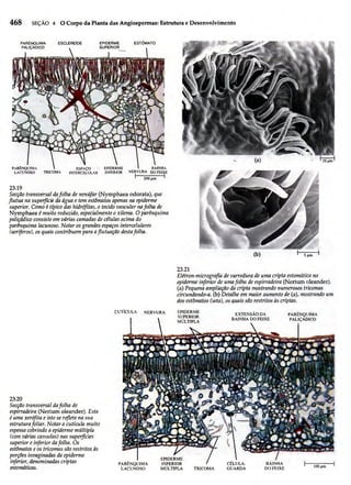 Biologia vegetal raven_5ªed