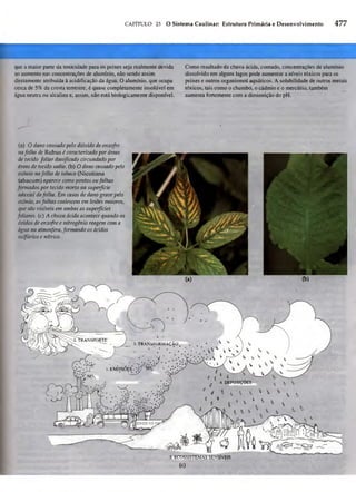 Biologia vegetal raven_5ªed