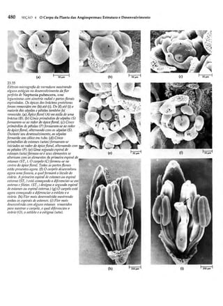 Biologia vegetal raven_5ªed