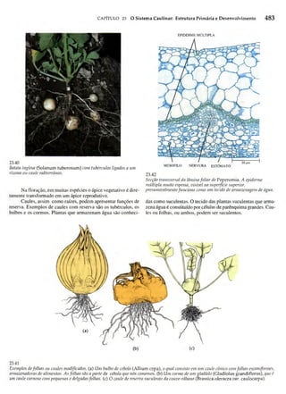 Biologia vegetal raven_5ªed