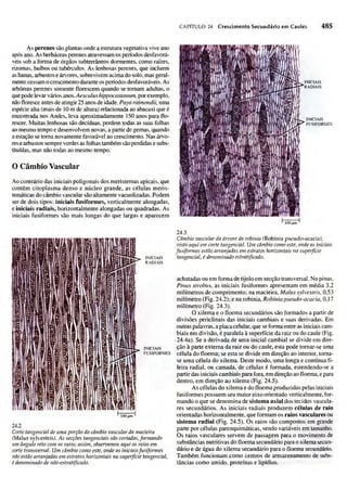 Biologia vegetal raven_5ªed