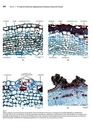 Biologia vegetal raven_5ªed