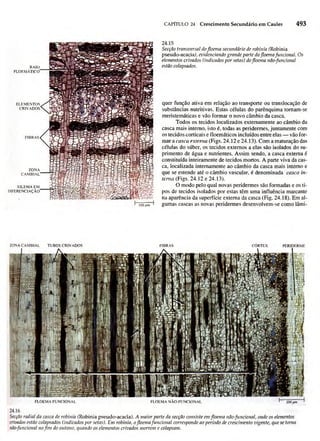 Biologia vegetal raven_5ªed