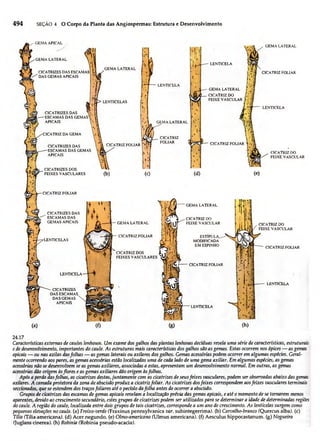 Biologia vegetal raven_5ªed