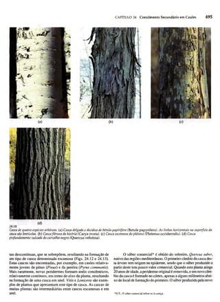 Biologia vegetal raven_5ªed