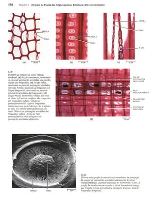 Biologia vegetal raven_5ªed