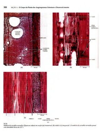 Biologia vegetal raven_5ªed