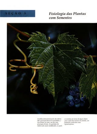 Biologia vegetal raven_5ªed