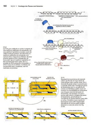 Biologia vegetal raven_5ªed