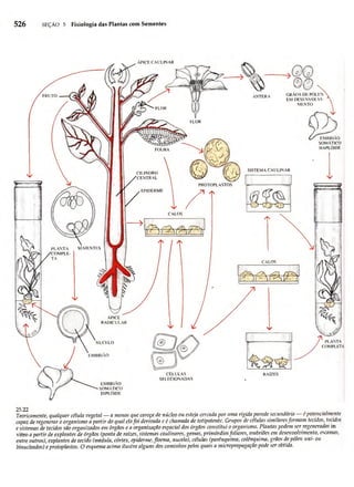 Biologia vegetal raven_5ªed