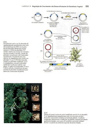 Biologia vegetal raven_5ªed