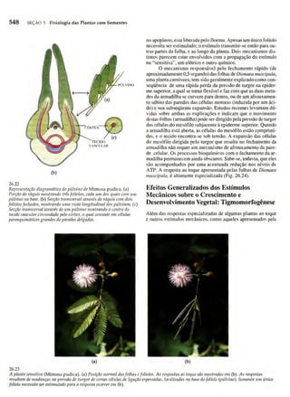 Biologia vegetal raven_5ªed