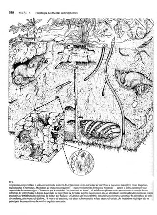 Biologia vegetal raven_5ªed