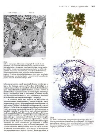 Biologia vegetal raven_5ªed