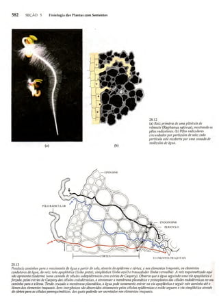Biologia vegetal raven_5ªed