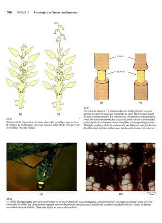 Biologia vegetal raven_5ªed