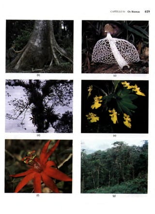 Biologia vegetal raven_5ªed