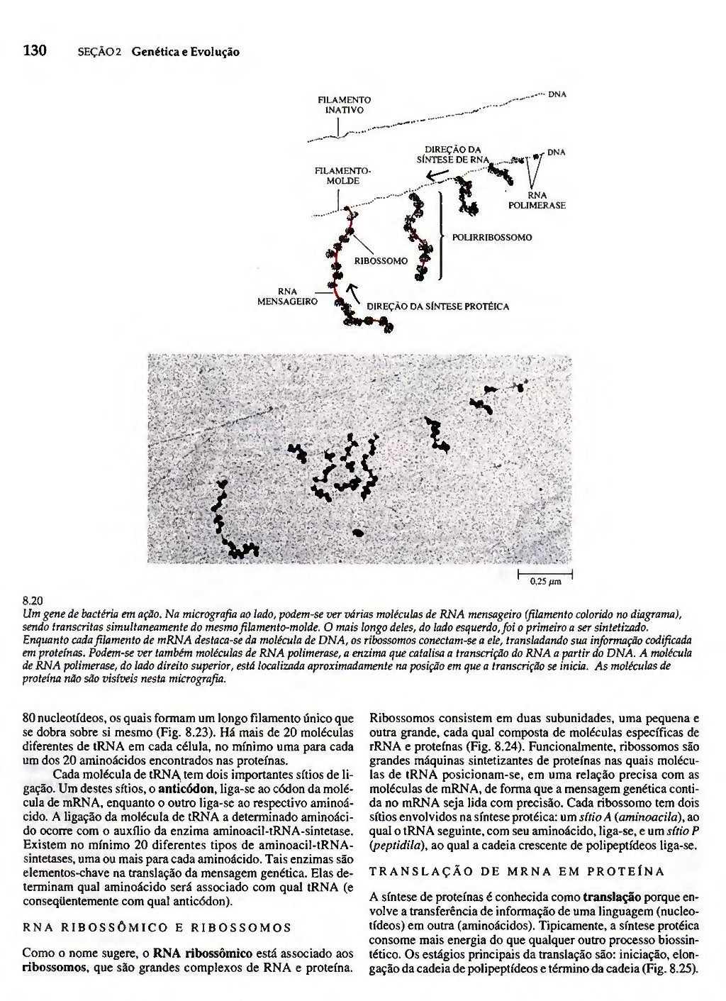 Biologia vegetal raven_5ªed