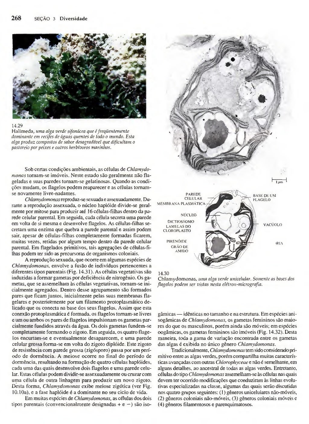 Biologia vegetal raven_5ªed