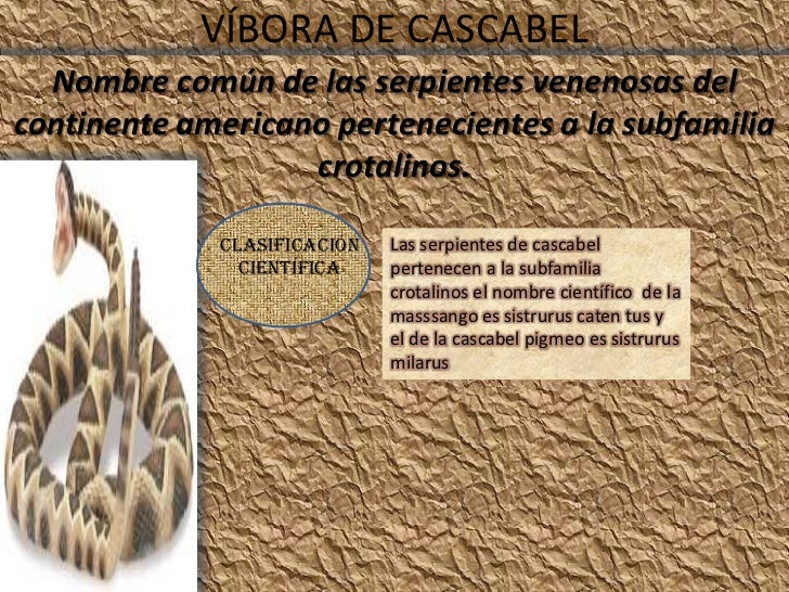 Biologia vibora de cascabel 2
