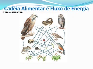 TEIA ALIMENTAR
Cadeia Alimentar e Fluxo de Energia
 