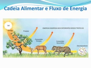 Cadeia Alimentar e Fluxo de Energia
 