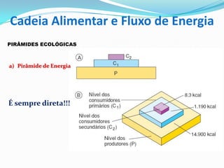 PIRÂMIDES ECOLÓGICAS
a) Pirâmide de Energia
É sempre direta!!!
Cadeia Alimentar e Fluxo de Energia
 