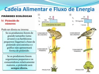 PIRÂMIDES ECOLÓGICAS
b) Pirâmide de
números
Pode ser direta ou inversa
Se os produtores forem
organismos pequenos e os
consumidores relativamente
maiores, a pirâmide será
sempre direta.
Se os produtores forem de
grande tamanho (uma
árvore) e os herbívoros
pequenos (lagartas) a base da
pirâmide será estreita e o
gráfico não apresentará
forma de pirâmide.
Cadeia Alimentar e Fluxo de Energia
 