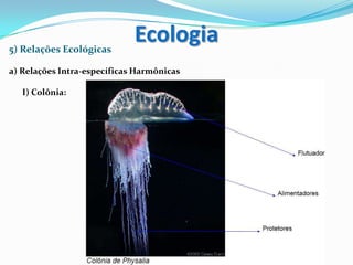 5) Relações Ecológicas
a) Relações Intra-específicas Harmônicas
I) Colônia:
Ecologia
 