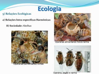 5) Relações Ecológicas
a) Relações Intra-específicas Harmônicas
II) Sociedade: Abelhas
Ecologia
 