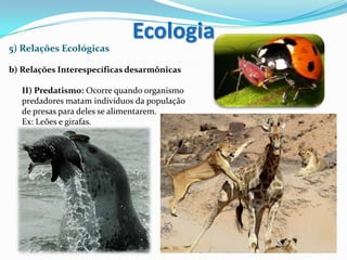 5) Relações Ecológicas
b) Relações Interespecíficas desarmônicas
II) Predatismo: Ocorre quando organismo
predadores matam indivíduos da população
de presas para deles se alimentarem.
Ex: Leões e girafas.
Ecologia
 
